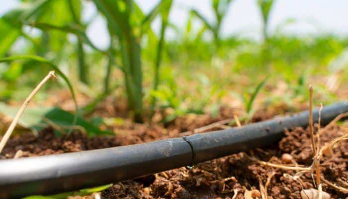 A Water irrigation pipe running on the ground near crops